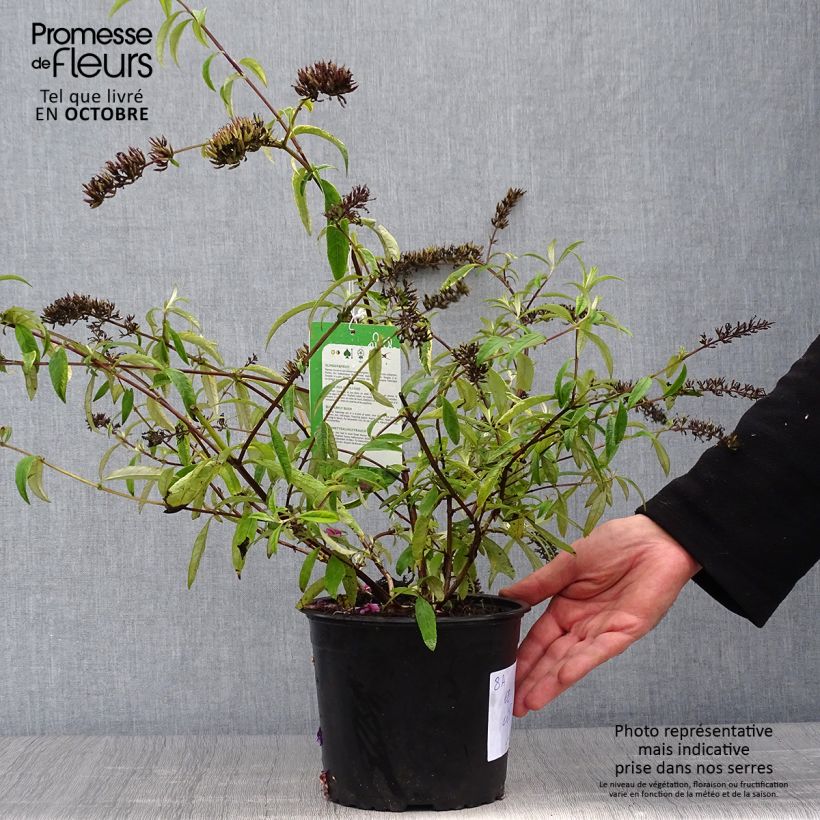 Ejemplar de Buddleja davidii Santana Maceta 2L/3L entregado en otoño