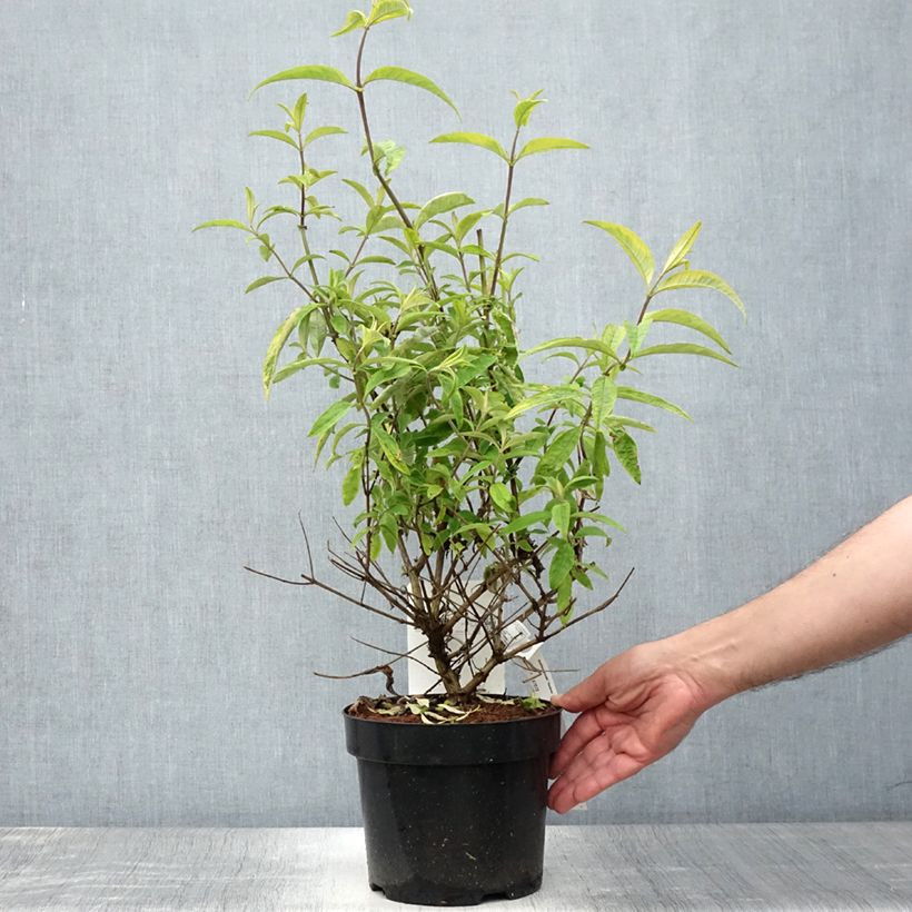 Ejemplar de Buddleja davidii Santana Maceta 2L/3LAltura de entrega aprox. 15/20cm entregado en verano