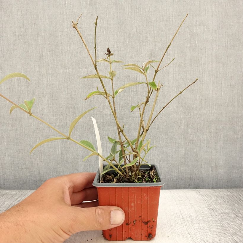 Ejemplar de Buddleja davidii Sophie Maceta de 8/9 cm entregado en verano