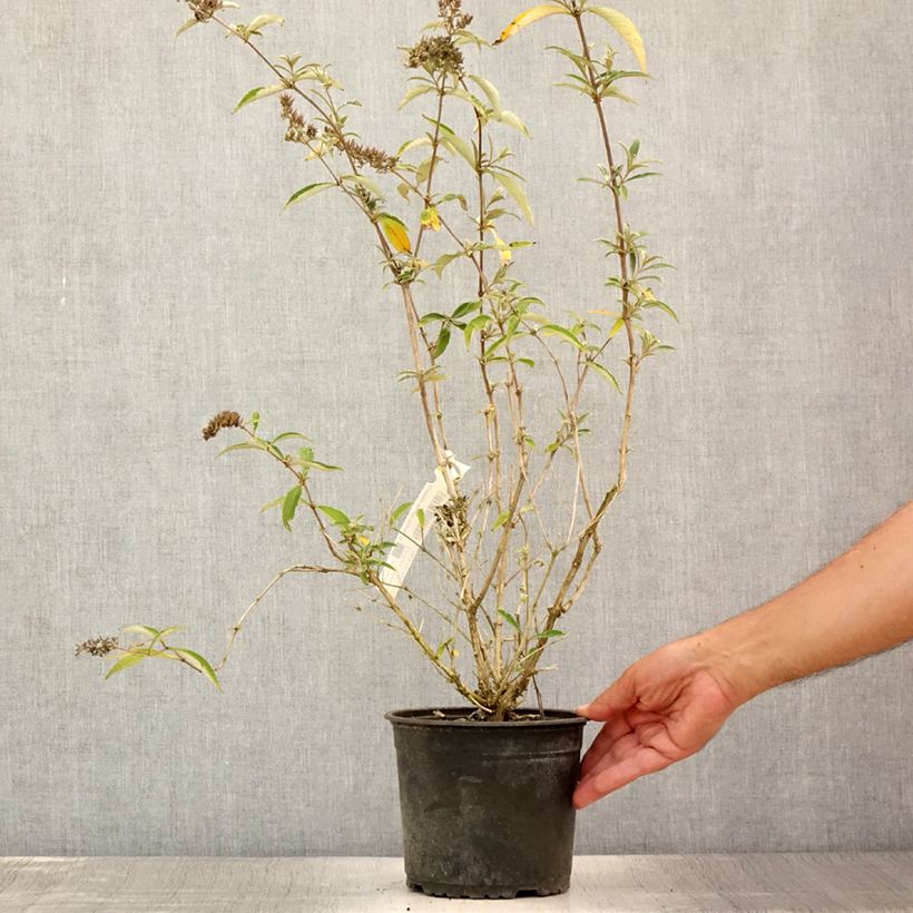 Ejemplar de Buddleja davidii Sophie Maceta 2L/3LAltura de entrega aprox. 20/30cm entregado en verano