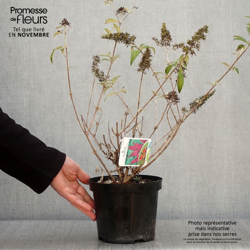 Ejemplar de Buddleja davidii Summer Beauty Maceta 2L/3L entregado en otoño