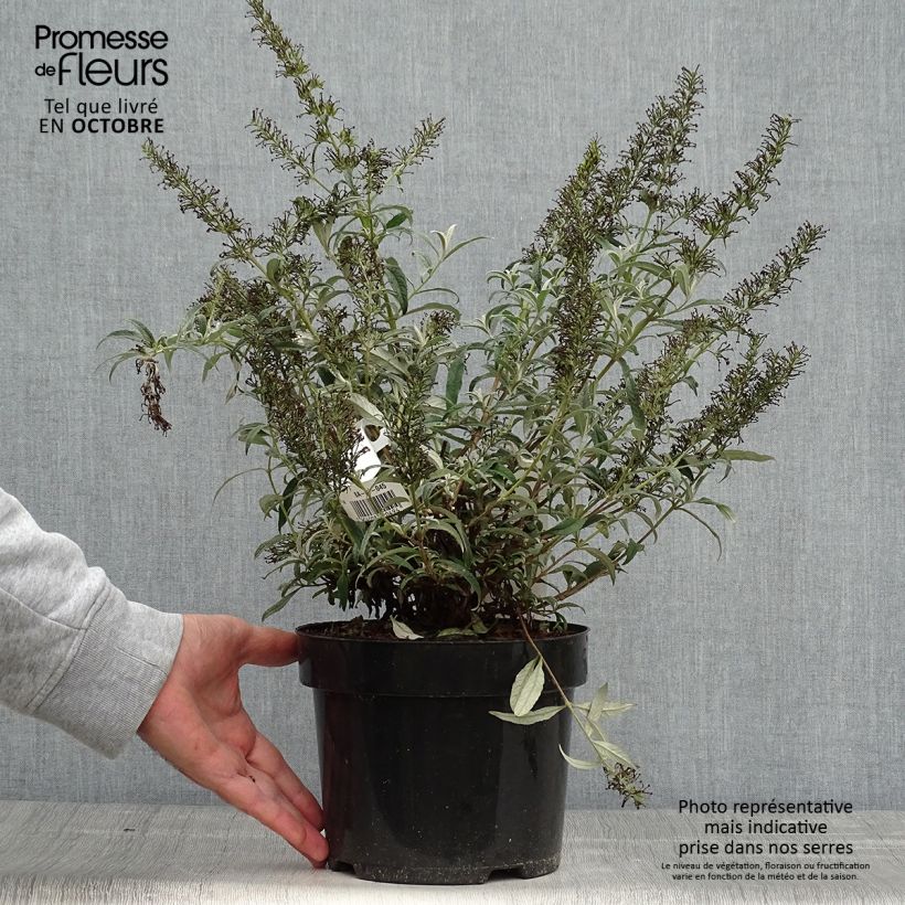 Ejemplar de Buddleja davidii White Ball Maceta 3L/4L entregado en otoño