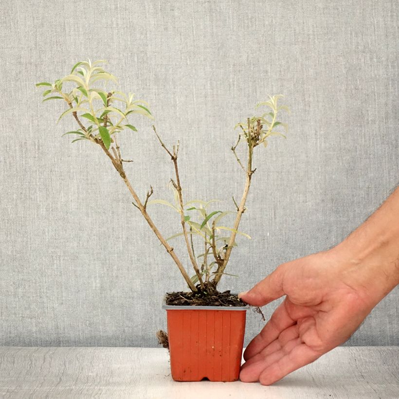 Ejemplar de Buddleja davidii White Profusion Maceta de 8/9 cm entregado en verano