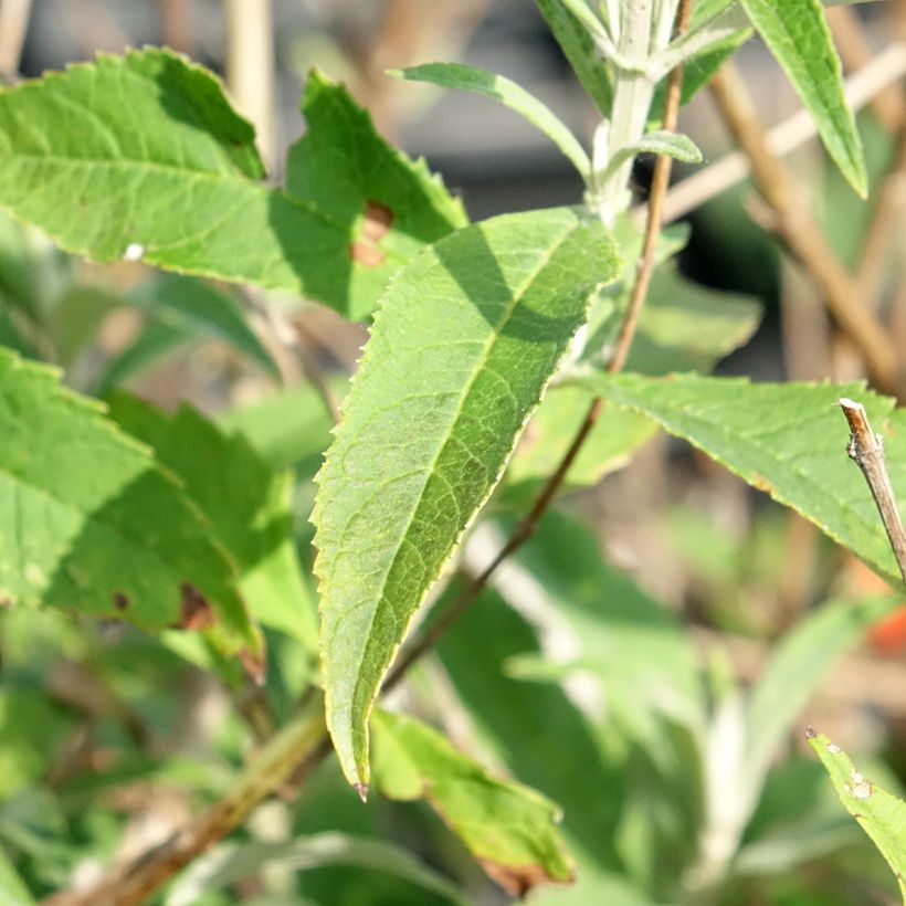Buddleja davidii White Profusion (Follaje)