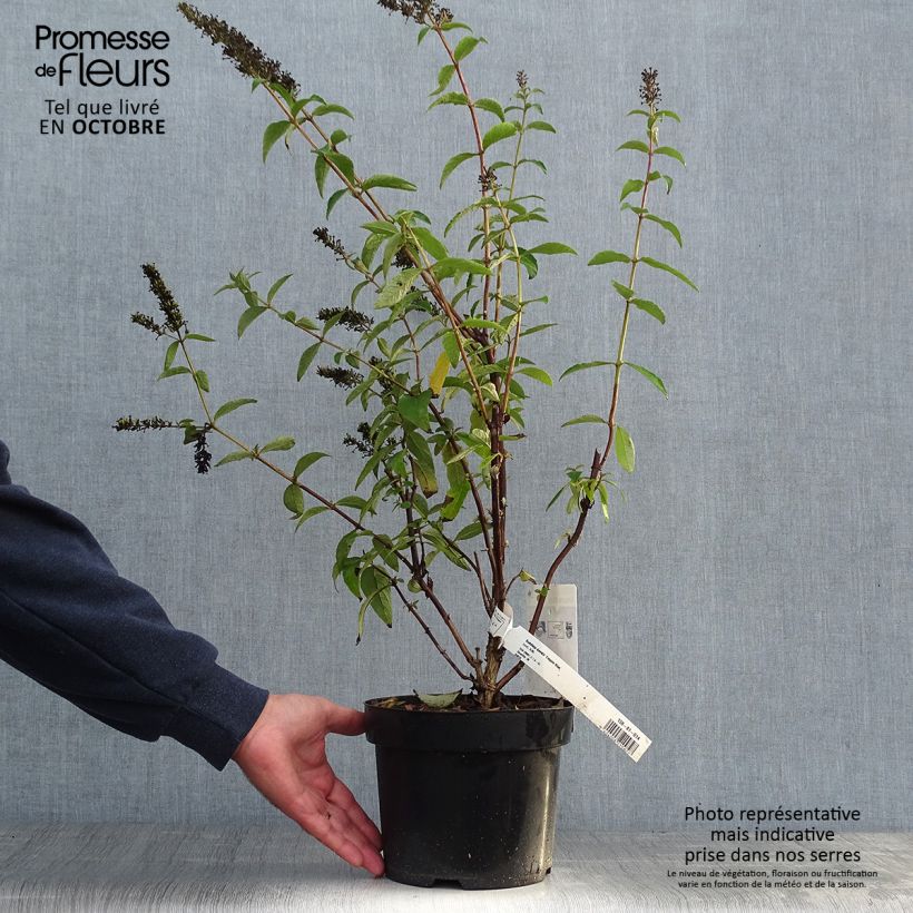 Ejemplar de Buddleja davidii Empire Blue Maceta 2L/3L entregado en otoño