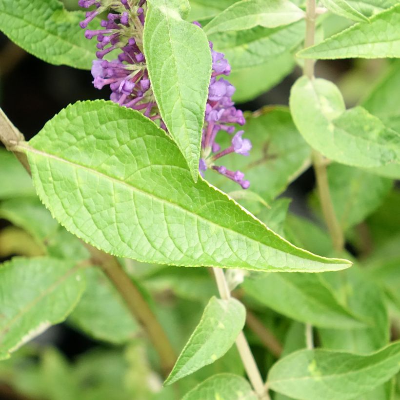 Buddleja davidii Empire Blue (Follaje)