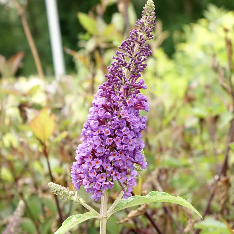 Buddleja davidii Empire Blue (Floración)