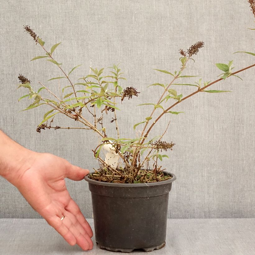 Ejemplar de Buddleja davidii Free Petite Lavender Flow Maceta 2L/3L entregado en verano
