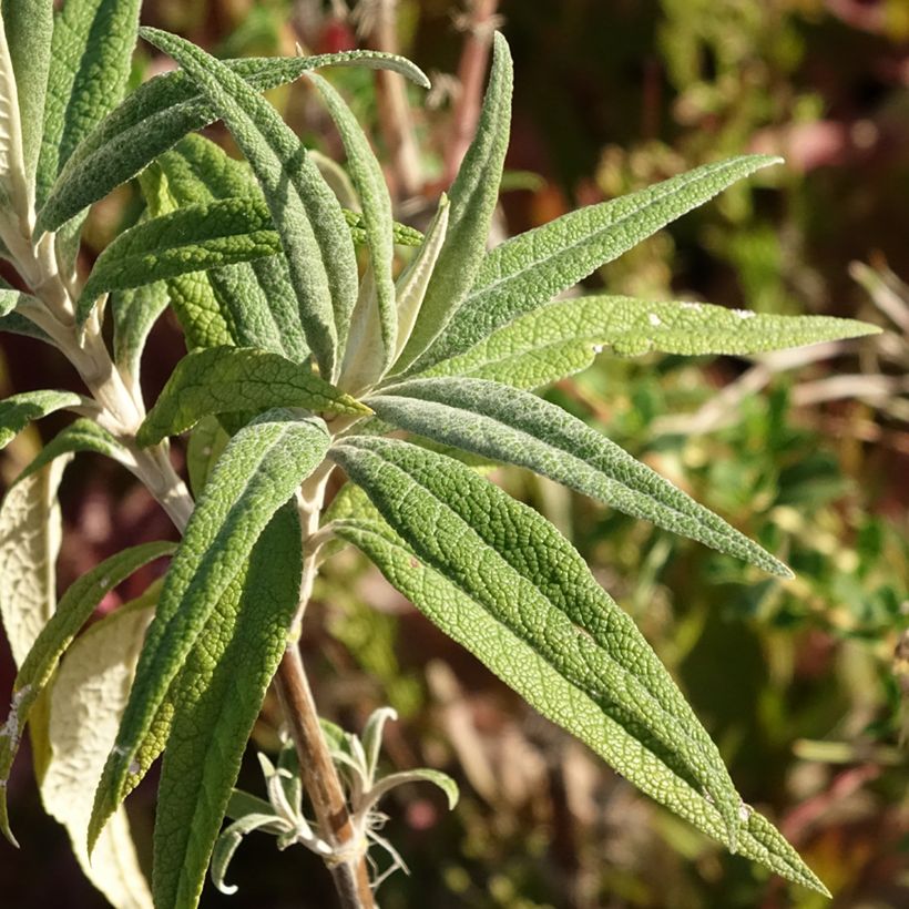 Buddleja globosa (Follaje)