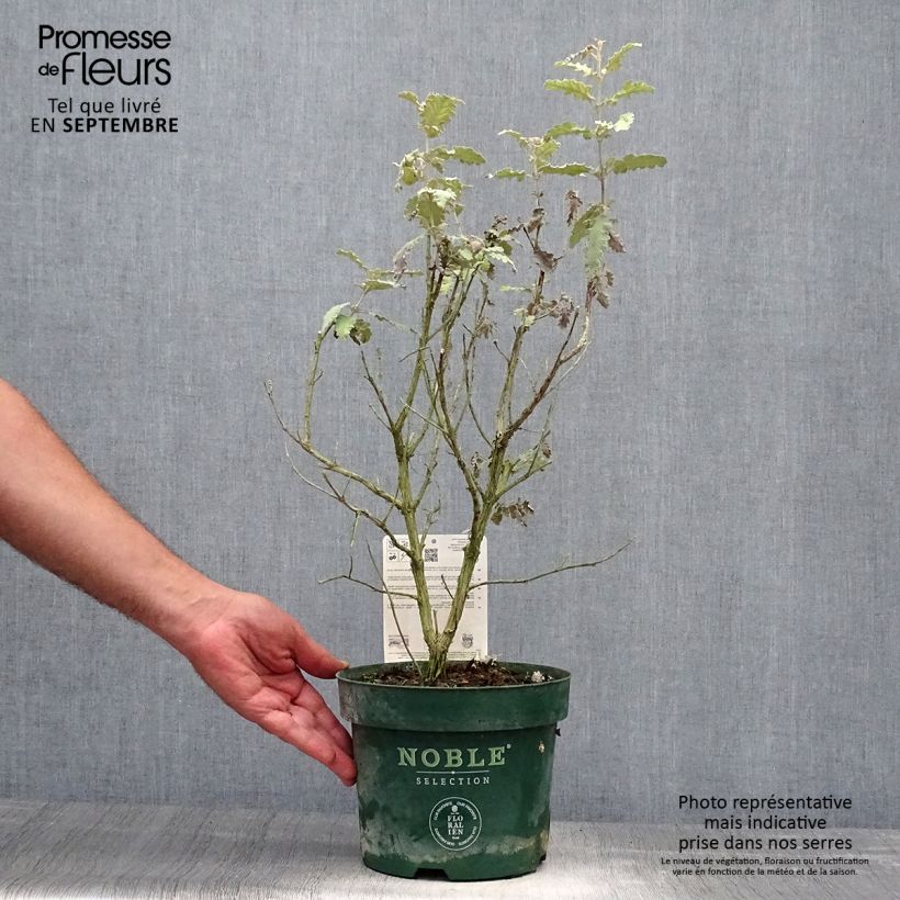 Ejemplar de Buddleja glomerata Silver Service Maceta 3L/4L entregado en otoño