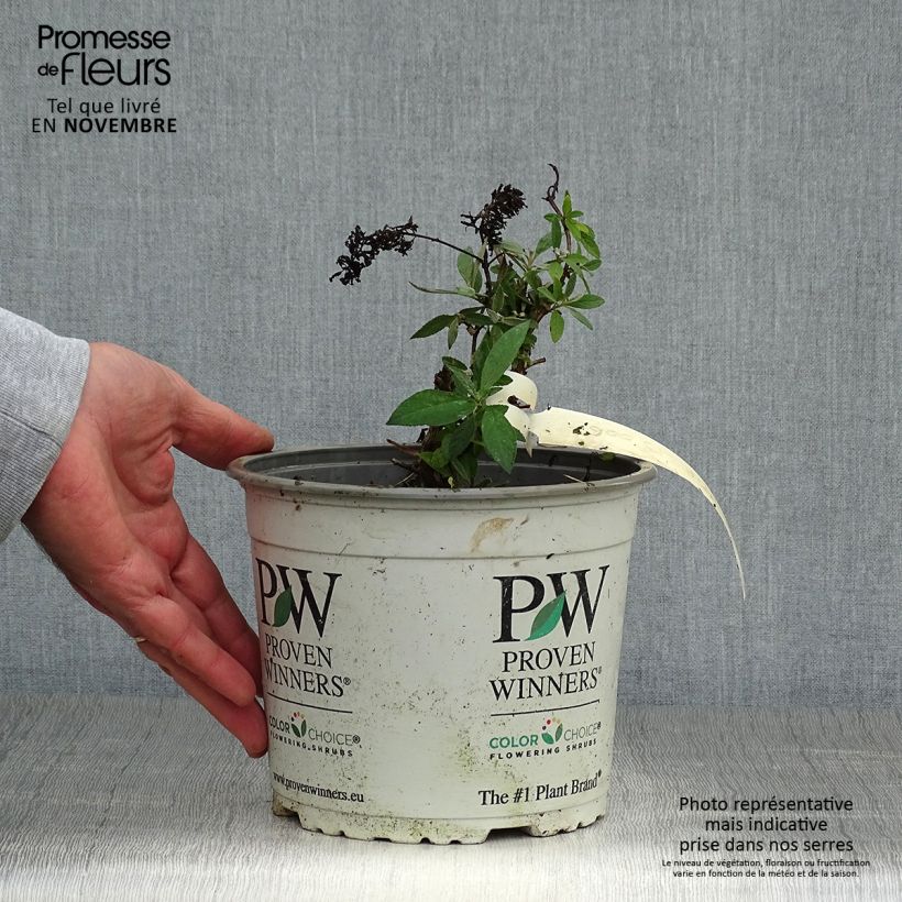 Ejemplar de Buddleja davidii Lilac Chip Maceta 2L/3L entregado en otoño