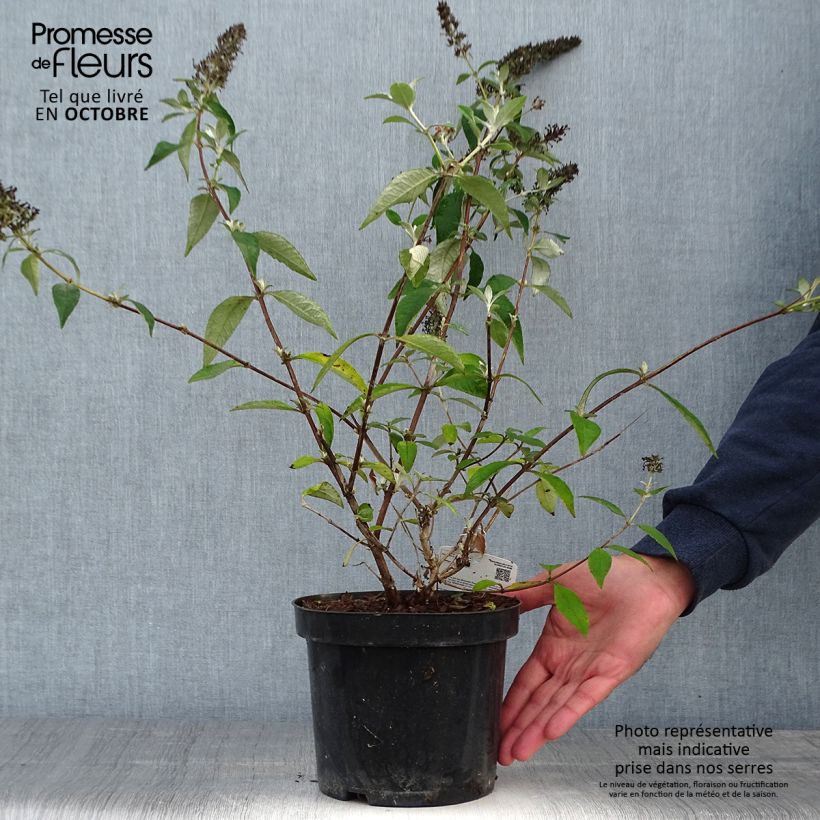 Ejemplar de Buddleja Lochinch Maceta 2L/3L entregado en otoño