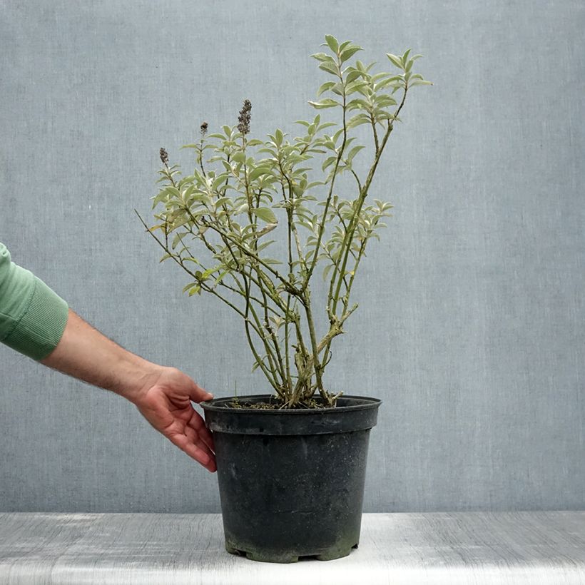 Ejemplar de Buddleja Lochinch Maceta 7,5L/10LAltura de entrega aprox. 60/80cm entregado en verano