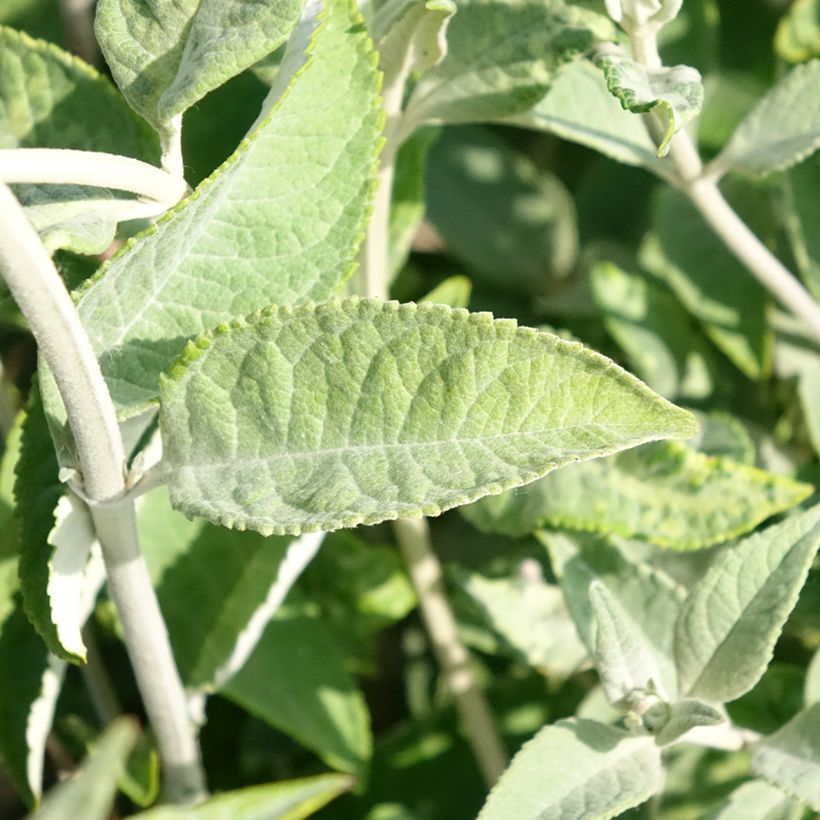 Buddleja Lochinch (Follaje)