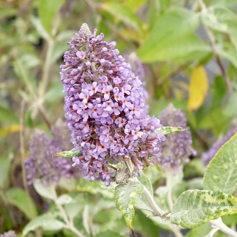 Buddleja Lochinch (Floración)