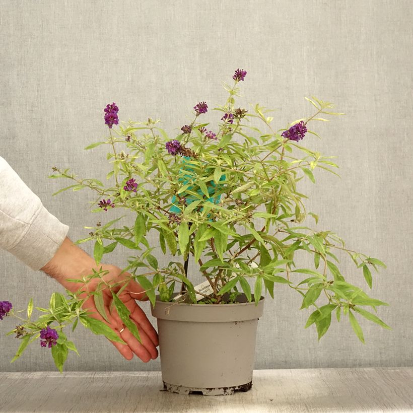 Ejemplar de Buddleia Magda's Gold Knight Maceta 3L/4L entregado en otoño