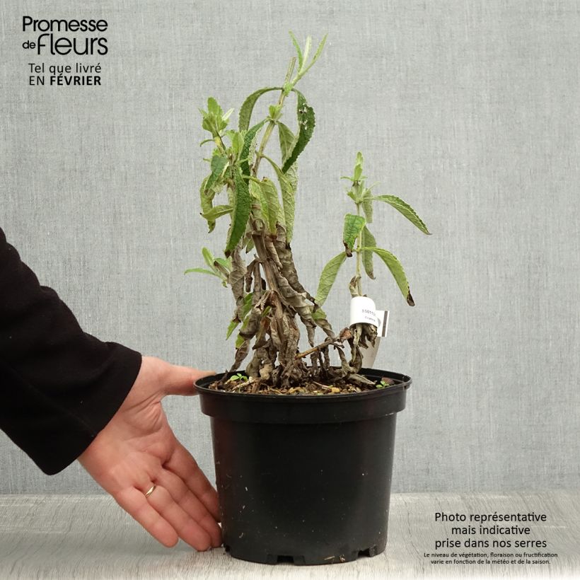 Buddleja Orange Sceptre Maceta 3L/4L Ejemplar entregado en invierno