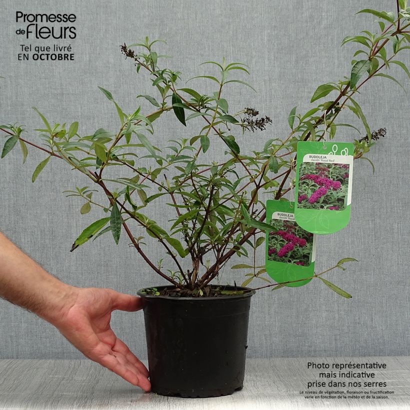Ejemplar de Buddleja davidii Royal Red Maceta 2L/3L entregado en otoño