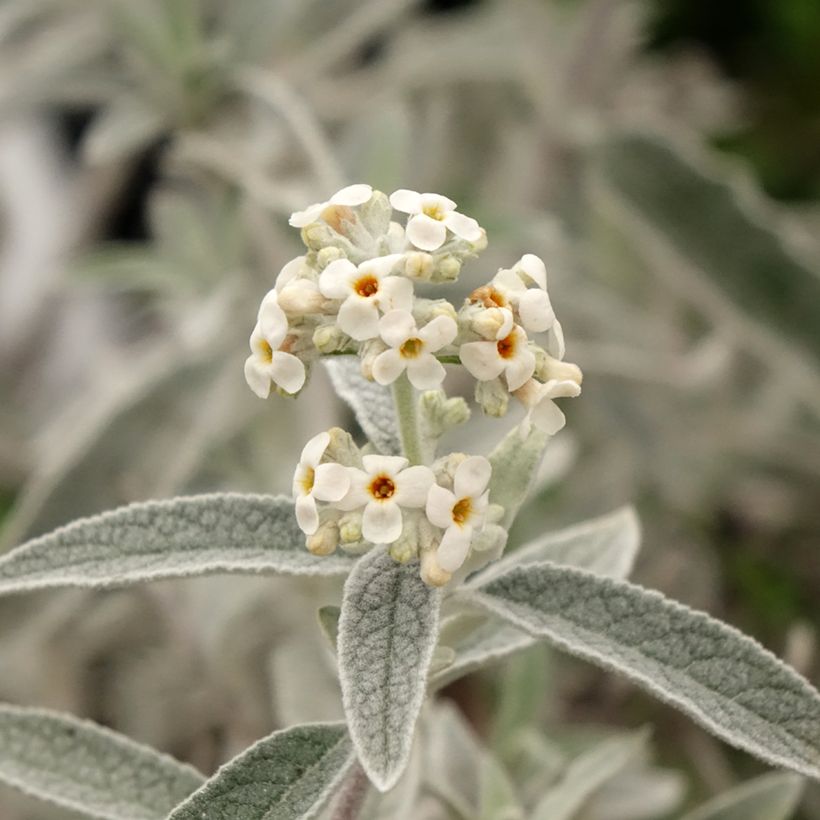 Buddleja Silver Anniversary (Floración)