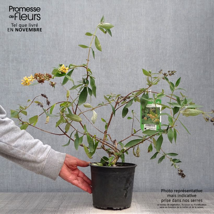 Ejemplar de Buddleja weyeriana Sungold Maceta 2L/3L entregado en otoño