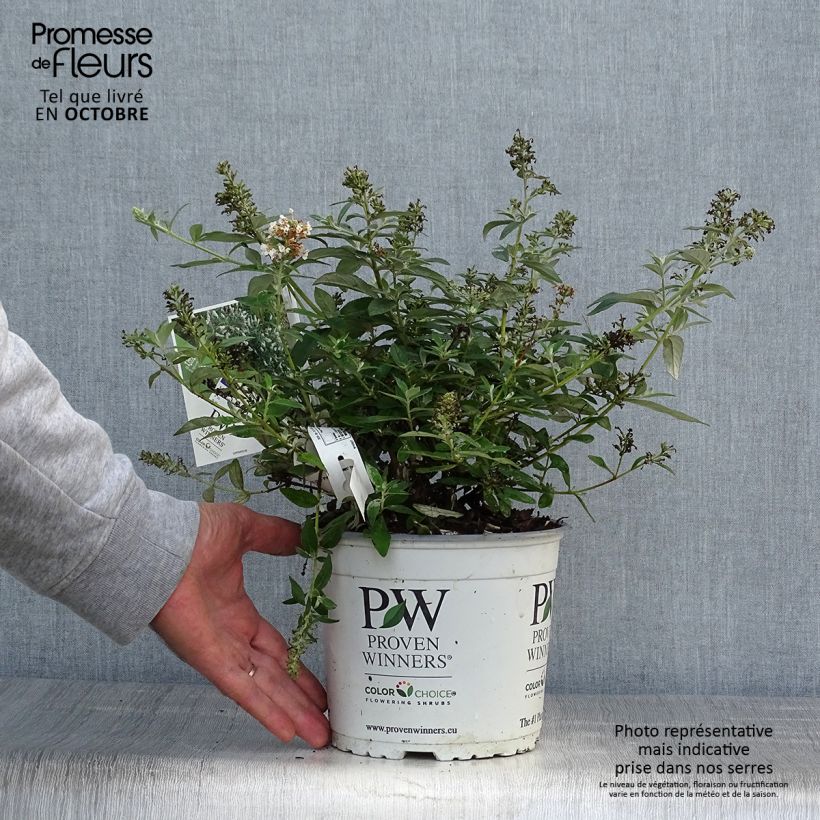 Ejemplar de Buddleja White Chip Maceta 2L/3L entregado en otoño