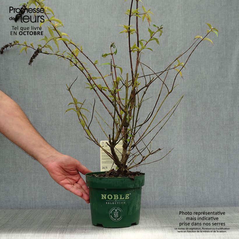 Ejemplar de Buddleja davidii Argus Velvet Maceta 3L/4L entregado en otoño