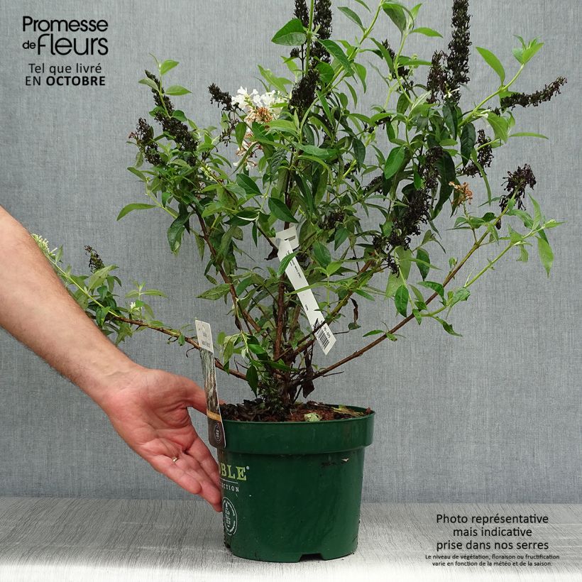 Ejemplar de Buddleja davidii Argus White Maceta 3L/4L entregado en otoño