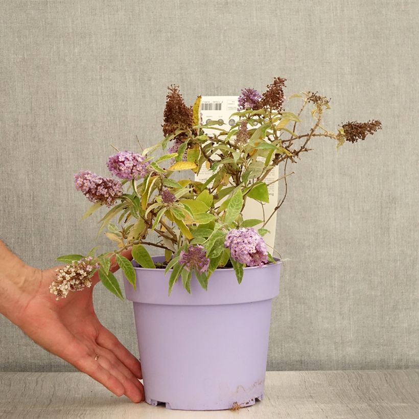 Ejemplar de Buddleja davidii Butterfly Candy Lila Sweetheart - Arbre aux papillons nain Pot de 3L/4L entregado en verano