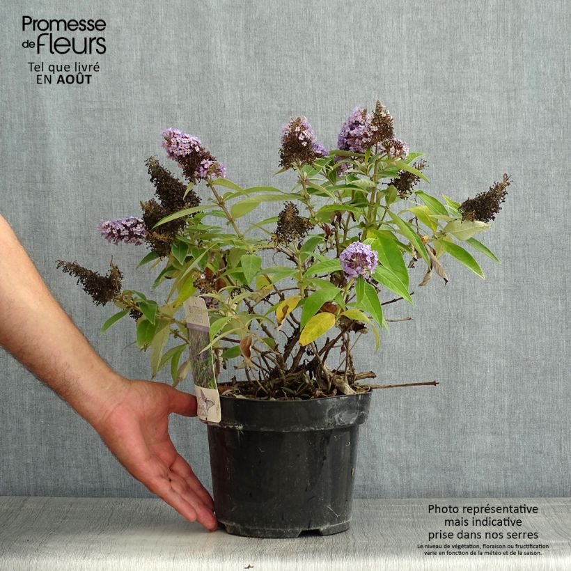 Ejemplar de Buddleja davidii Butterfly Candy Little Lila - Arbre aux papillons nain Pot de 3L/4L entregado en verano