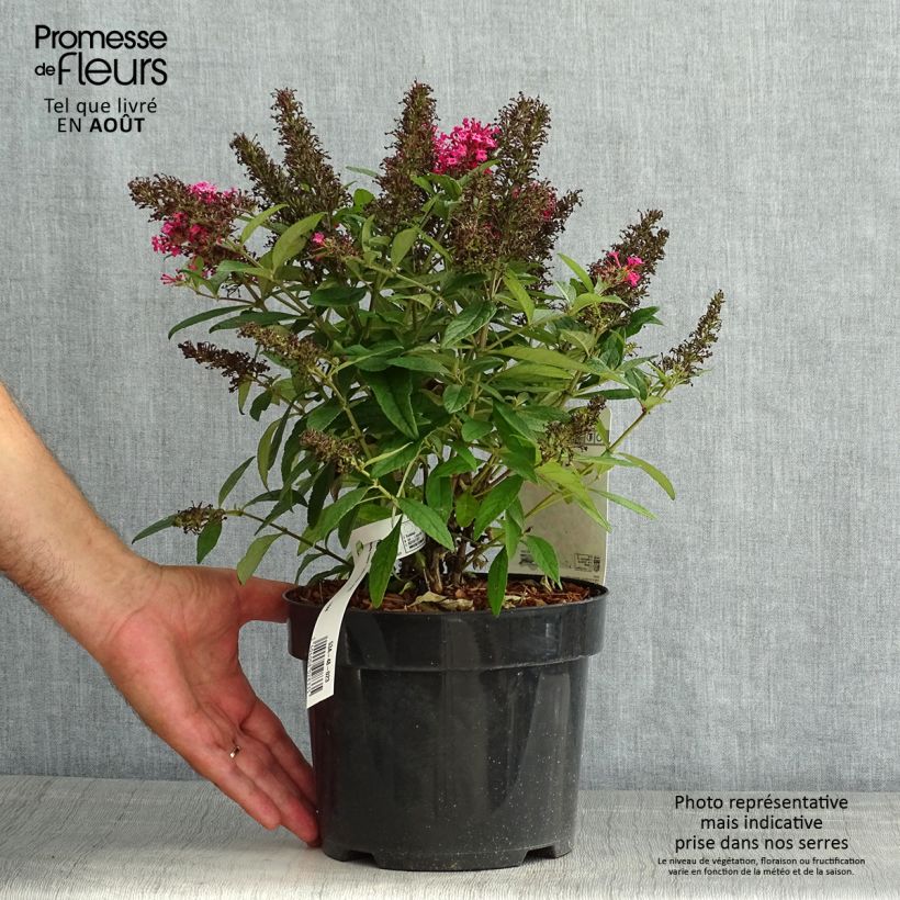 Ejemplar de Buddleja davidii Butterfly Candy Little Ruby - Arbre aux papillons nain Pot de 3L/4L entregado en verano