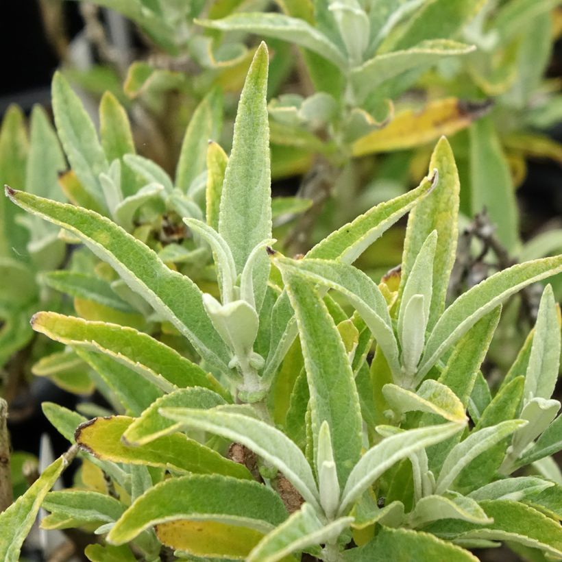Buddleja davidii Butterfly Candy Little White (Follaje)