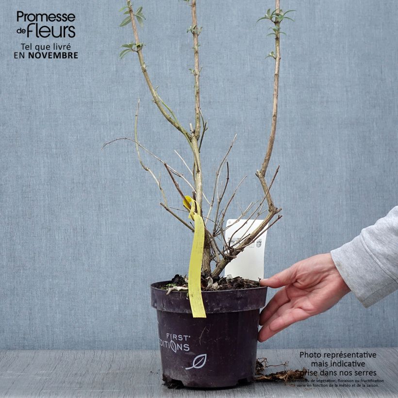Ejemplar de Buddleja davidii Groovy Grape Maceta 3L/4L entregado en otoño