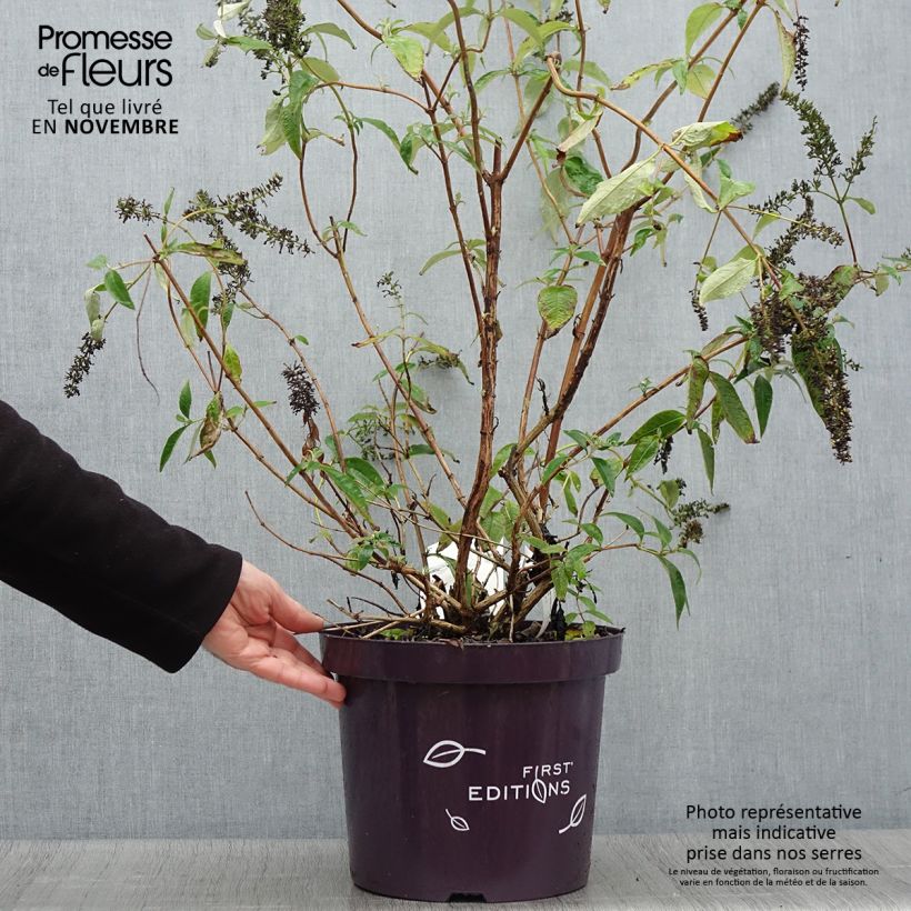 Ejemplar de Buddleja davidii Groovy Grape Maceta 7,5L/10L entregado en otoño
