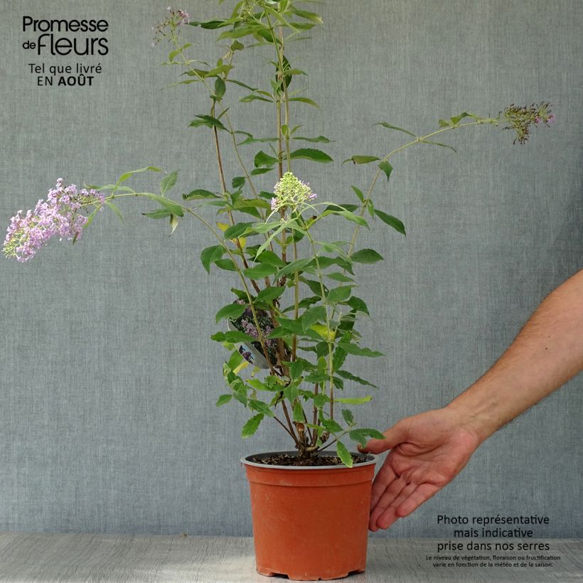 Ejemplar de Buddleja davidii Gulliver - Arbre à papillons Pot de 3L/4L entregado en verano