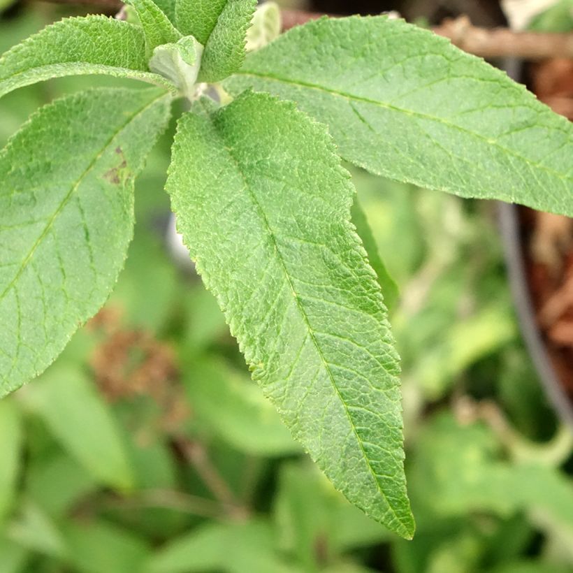 Buddleja davidii Sugar Plum (Follaje)