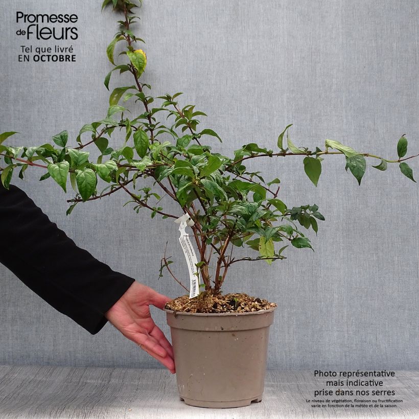 Ejemplar de Buddleja lindleyana Maceta 4L/5L entregado en otoño