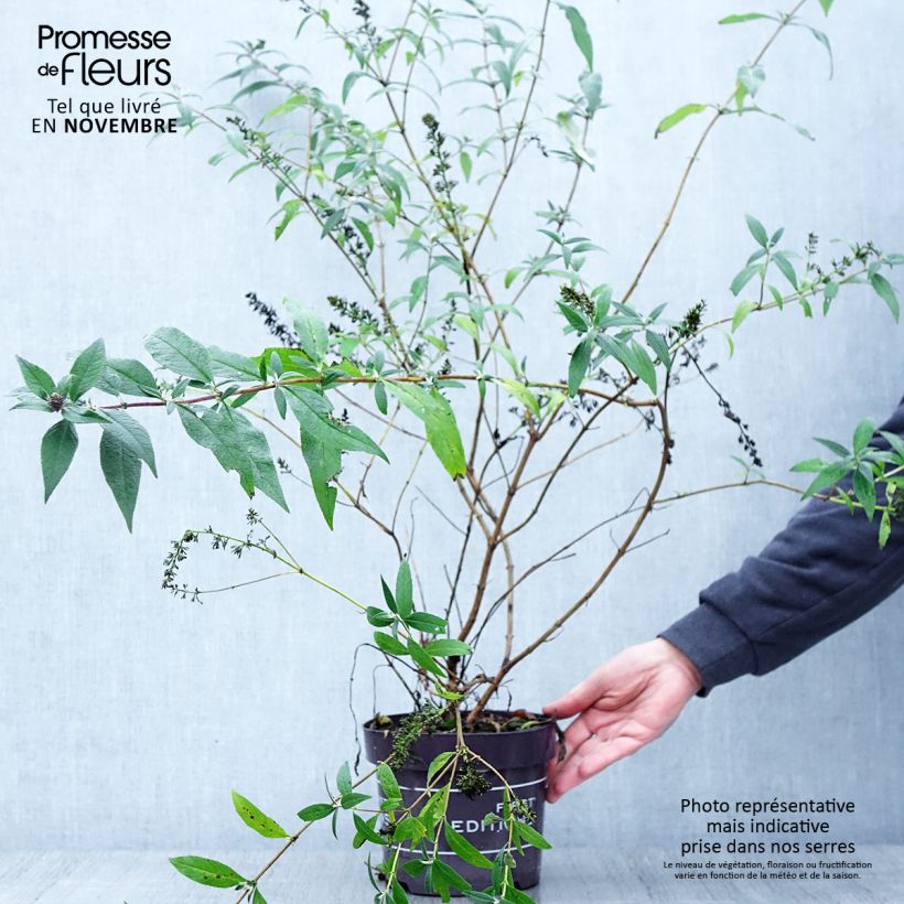 Ejemplar de Buddleja davidii Psychedelic Sky Maceta 2L/3L entregado en otoño