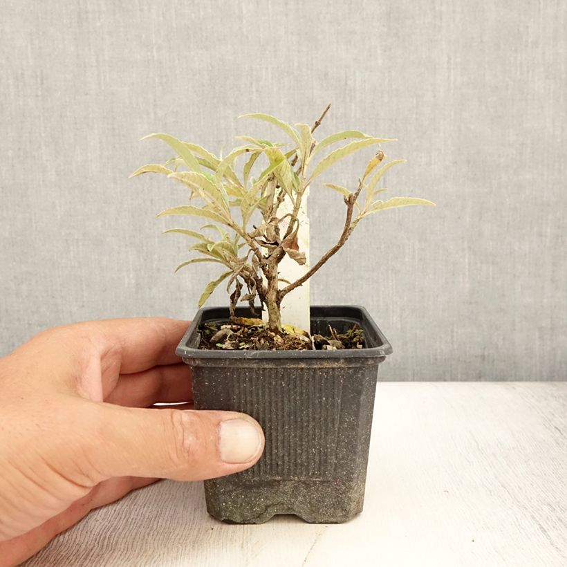 Ejemplar de Buddleja davidii Wisteria Lane Maceta de 8/9 cm entregado en verano
