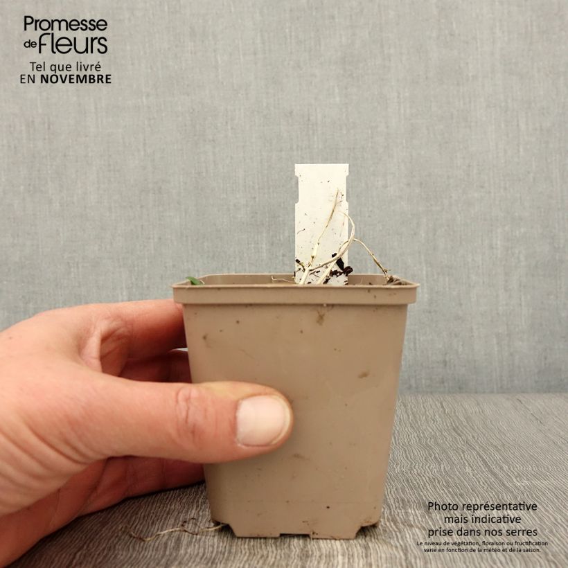 Ejemplar de Ajuga incisa Frosted Jade Maceta de 8/9 cm entregado en otoño