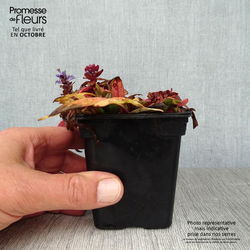 Ejemplar de Ajuga reptans Atropurpurea Maceta de 7/8 cm entregado en otoño