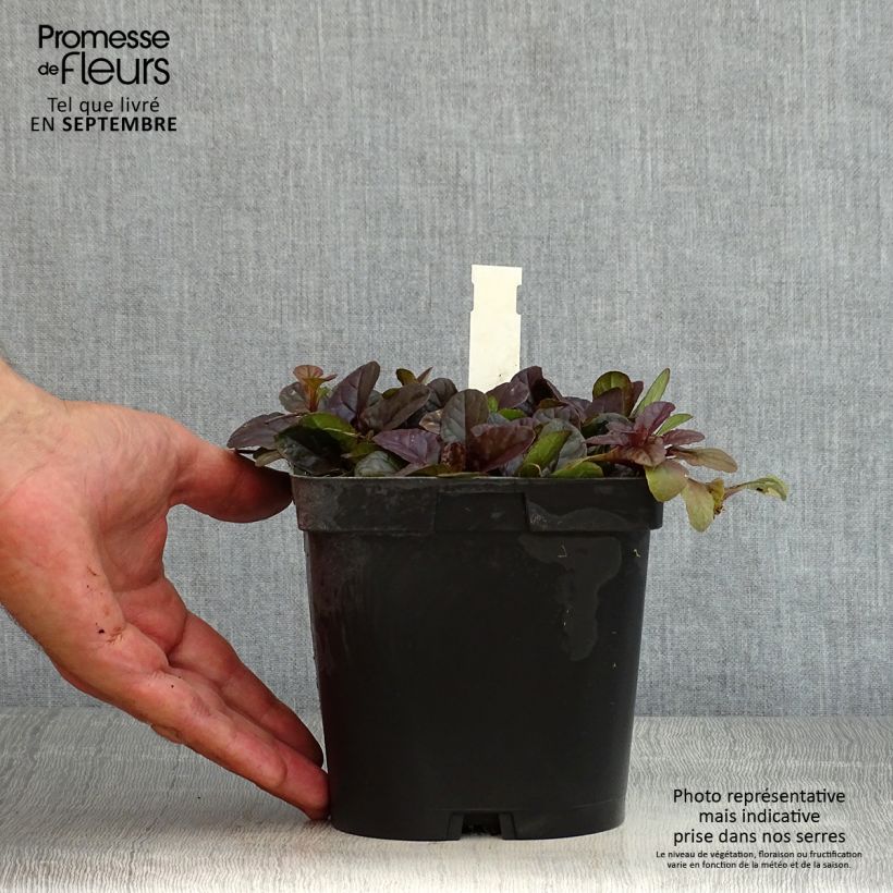 Ejemplar de Ajuga reptans Atropurpurea Maceta 2L/3L entregado en verano