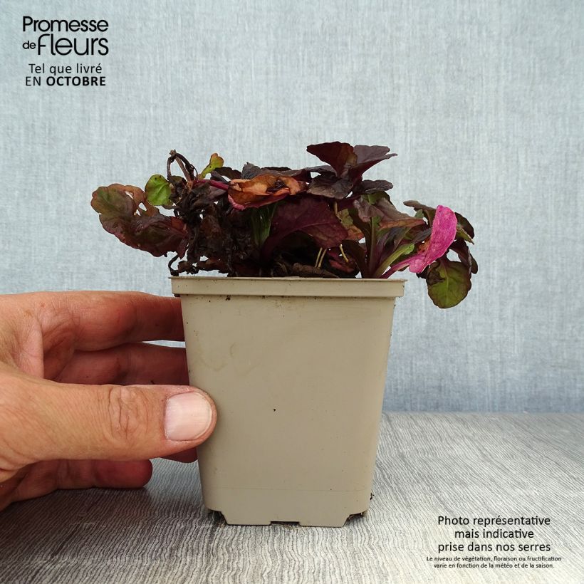 Ejemplar de Ajuga reptans Black Scallop Maceta de 8/9 cm entregado en otoño