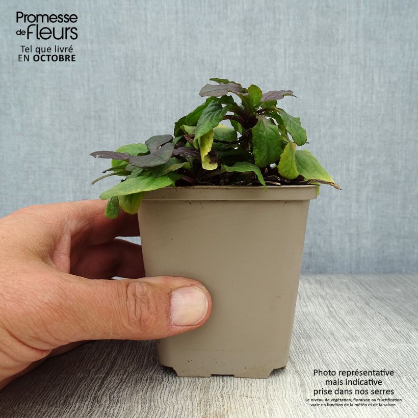 Ejemplar de Ajuga reptans Braunherz Maceta de 8/9 cm entregado en otoño