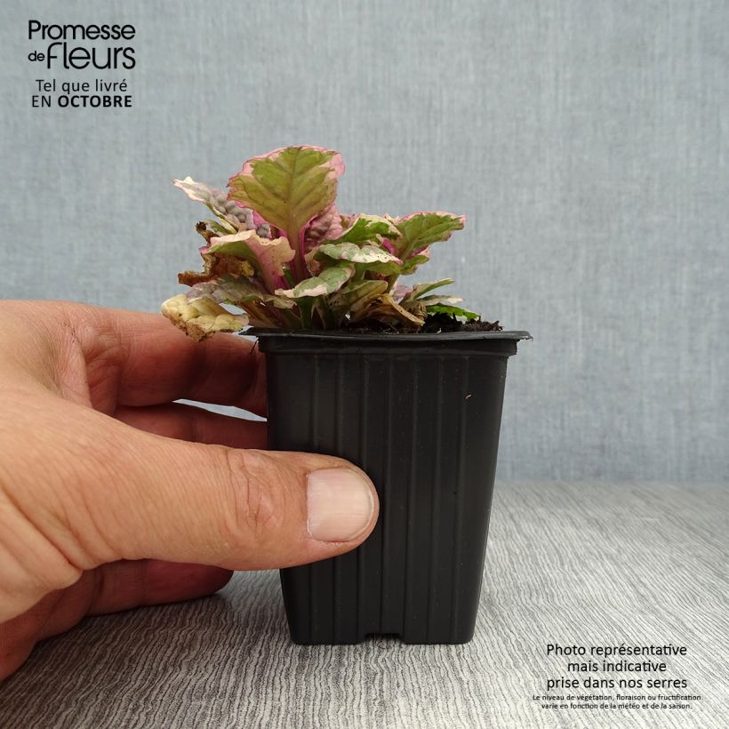 Ejemplar de Ajuga reptans Burgundy Glow Maceta de 7/8 cm entregado en otoño