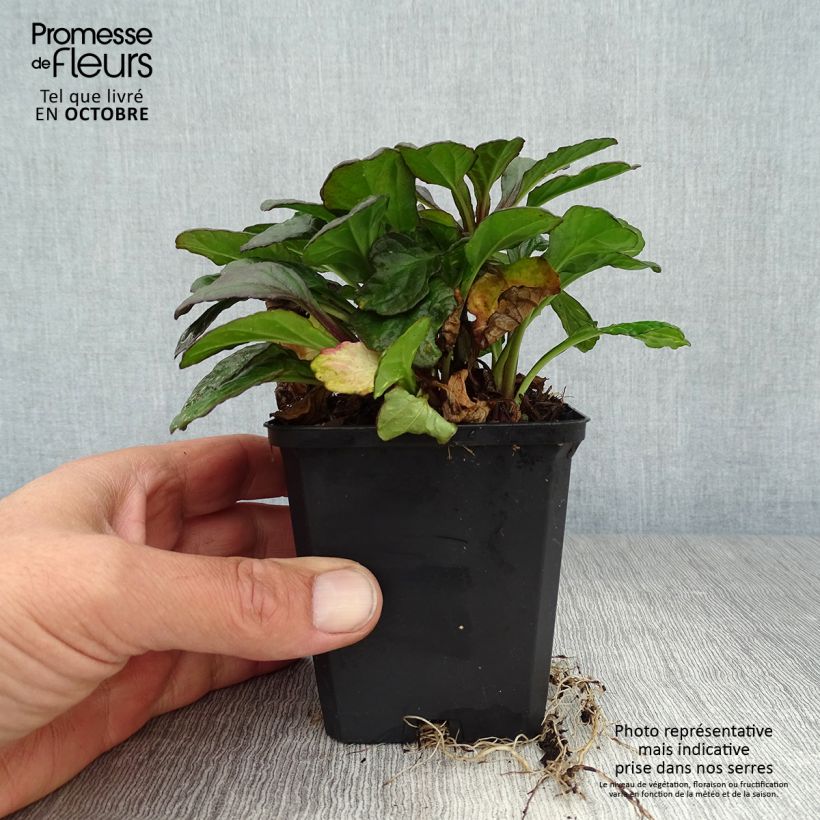 Ejemplar de Ajuga reptans Catlin's Giant Maceta de 8/9 cm entregado en otoño