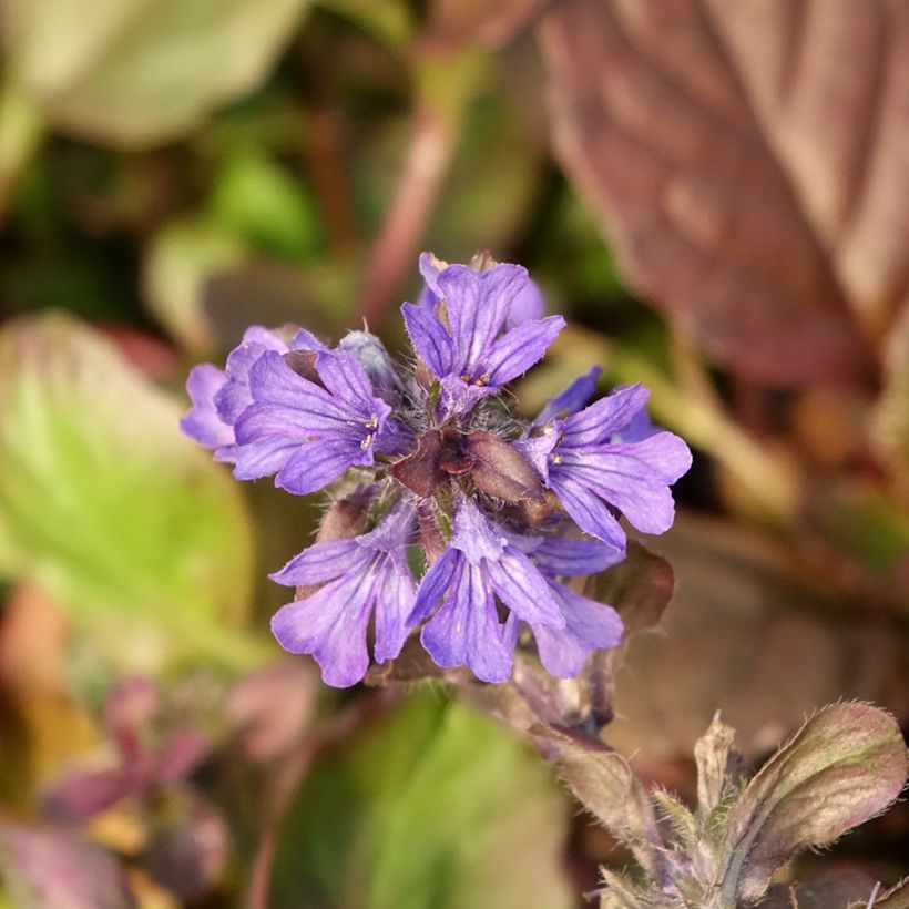 Ajuga reptans Catlin's Giant (Floración)