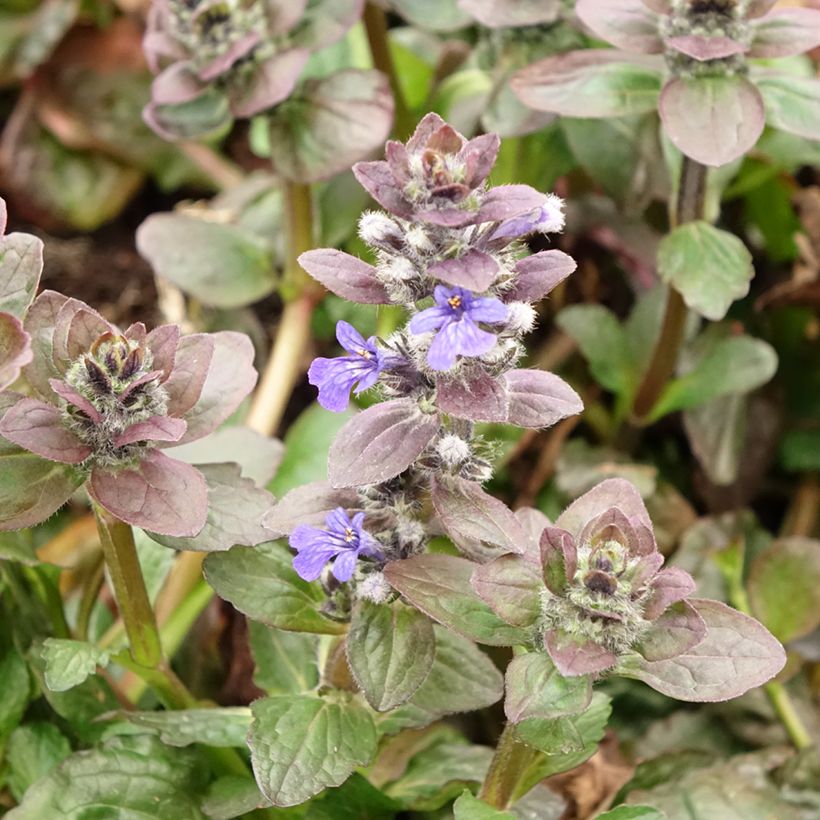 Ajuga reptans Catlin's Giant (Floración)