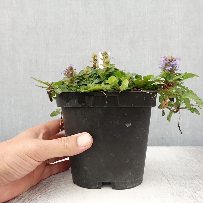 Ejemplar de Ajuga reptans - Consuelda media Maceta 2L/3L entregado en verano