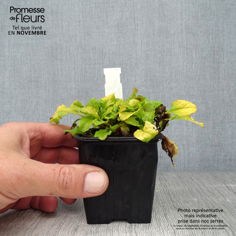 Ejemplar de Ajuga reptans Gold Chang Maceta de 8/9 cm entregado en otoño