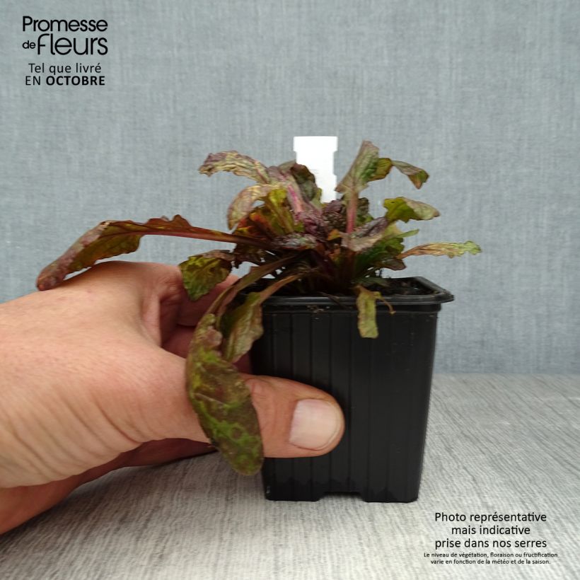 Ejemplar de Ajuga reptans Multicolor Maceta de 8/9 cm entregado en otoño